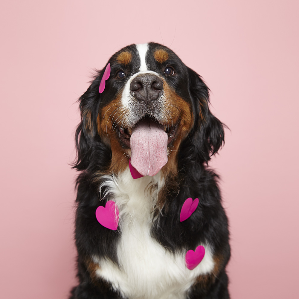 Aspen, Strong Tower’s Bernese Mountain Dog and Chief Happiness Officer